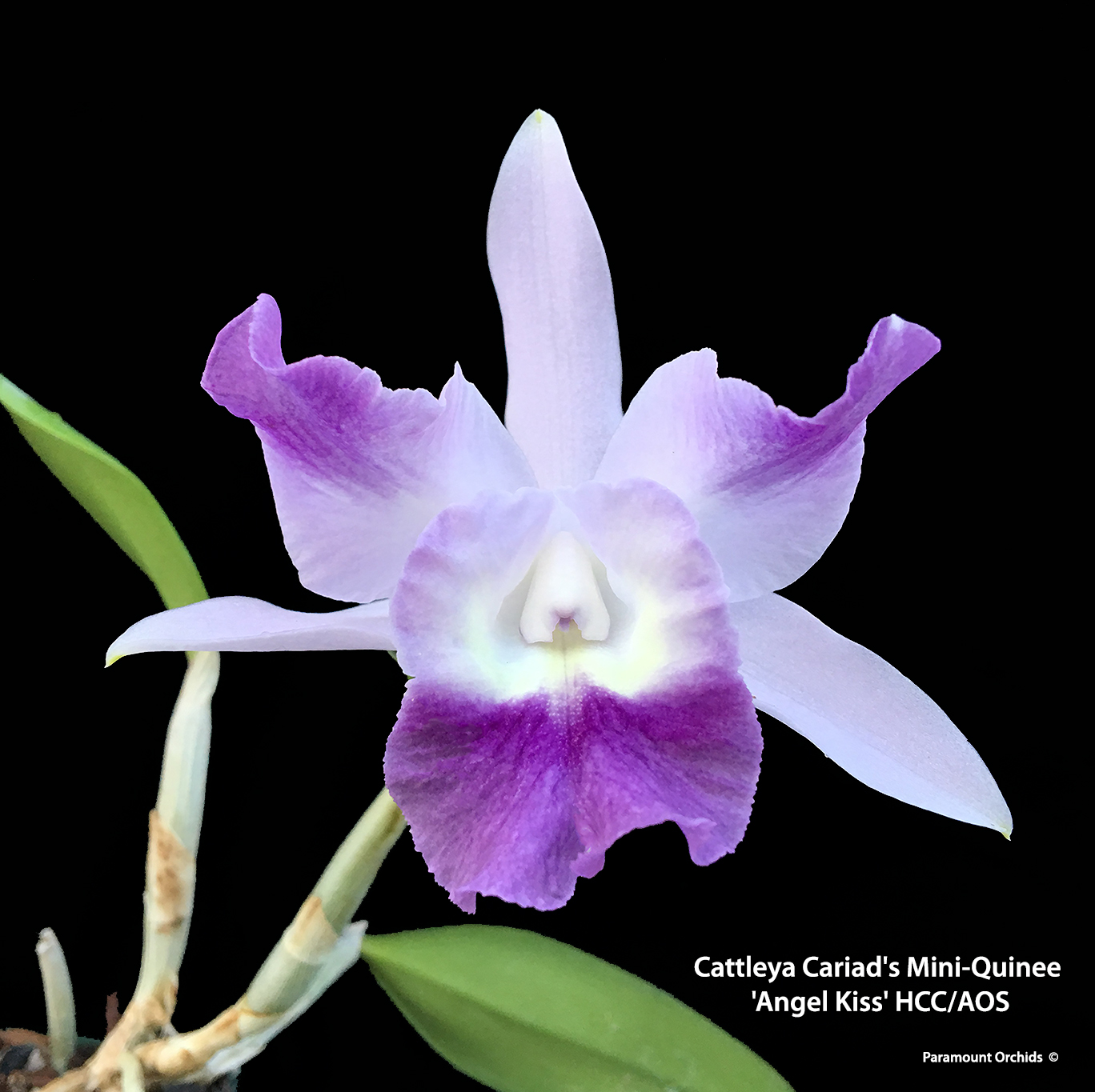 652〓希少Pouteria sp. 'Calice de Flor' アビウ 652〓希少Pouteria sp. 'Calice de Flor' アビウ - メルカリ